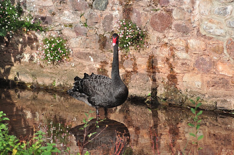Male Black Swan at Dawlish - Dawlish and Black Swans