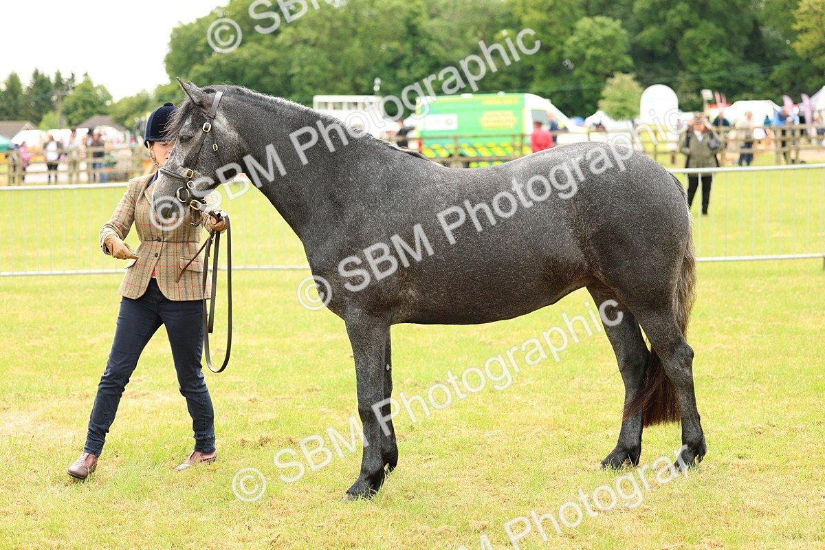 SBM_04071 - Class 64-67 - Shetland Pony In Hand