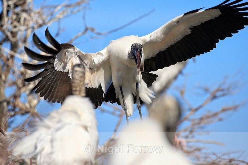 Wood Stork arriving at colony, Wakodahatchee Wetlands, Florida - Wood Stork