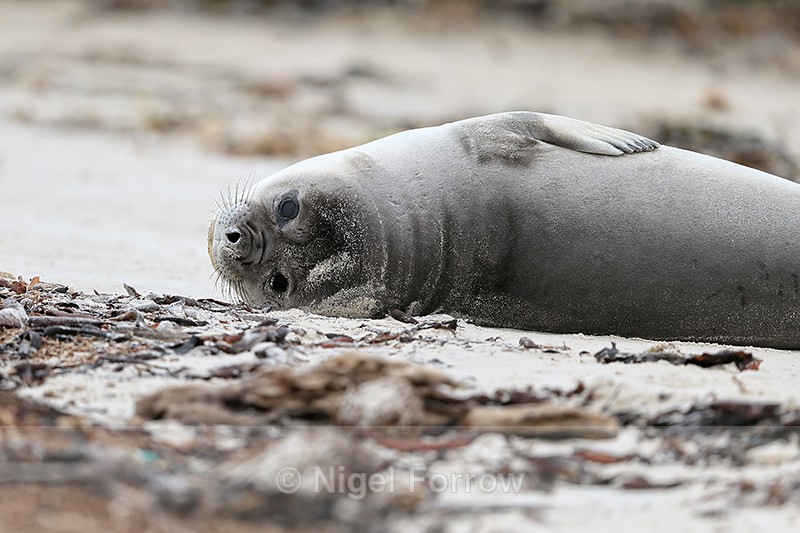 Young Elephant Seal lying on side, Carcass Island, Falklands - Seal