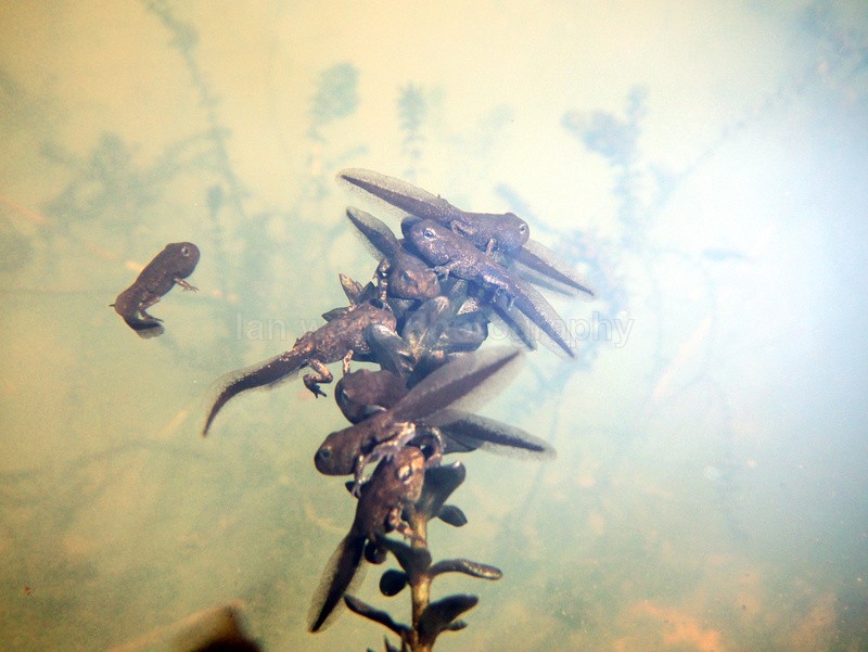  - Reptiles, amphibians & pond life, Great Britian