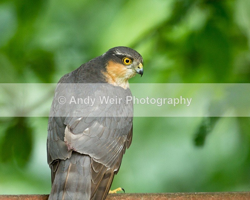20110529-IMG_5477 - Sparrowhawk