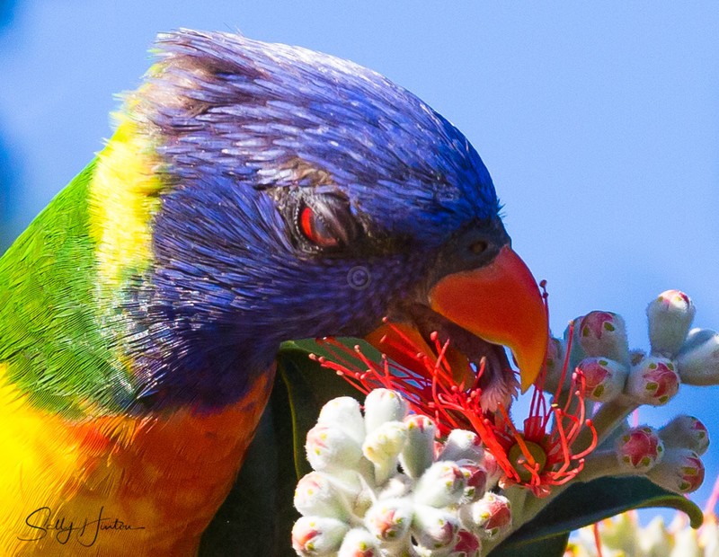 Lorikeet Tongue 3