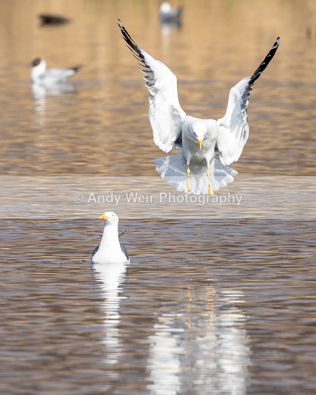 20160320-8E0A2659 - Gulls