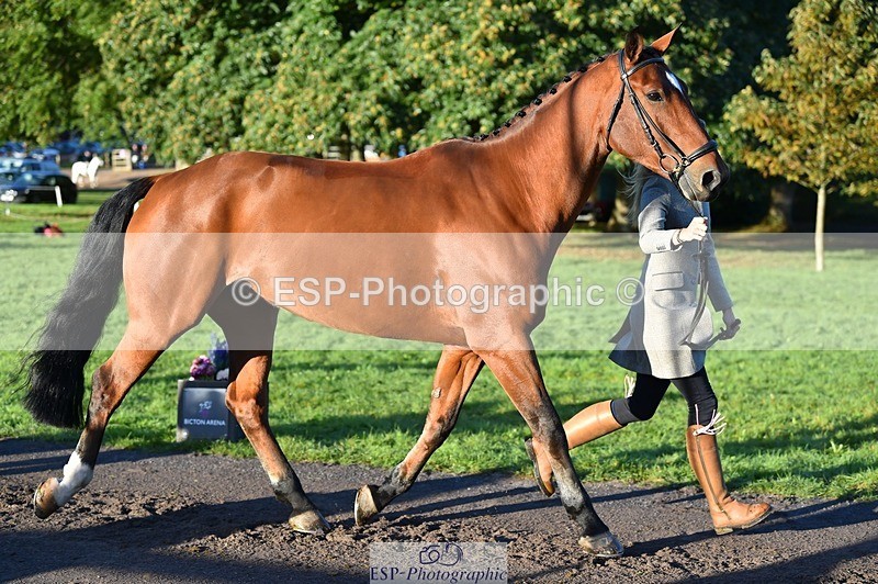 231022-090652-21568 - 641-SILVER.ROCK-Lucy.Boultbee-brooks-TrotUp+SJ