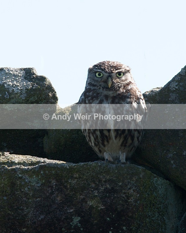 20080713-024 - Little Owl