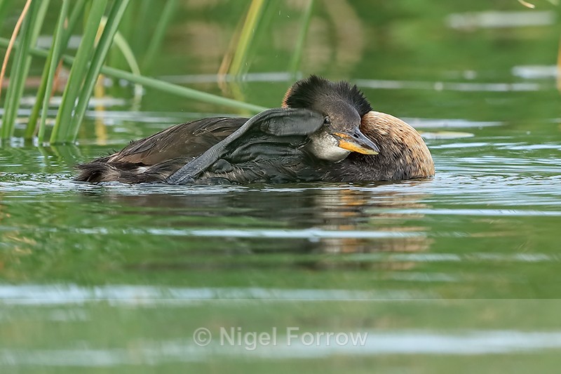 Red-necked Grebe scratching, Minnesota - Red-necked Grebe