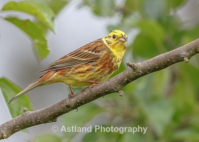 Astland Photography, Bird and Wildlife Images, Susan and Peter Wilson, U.K