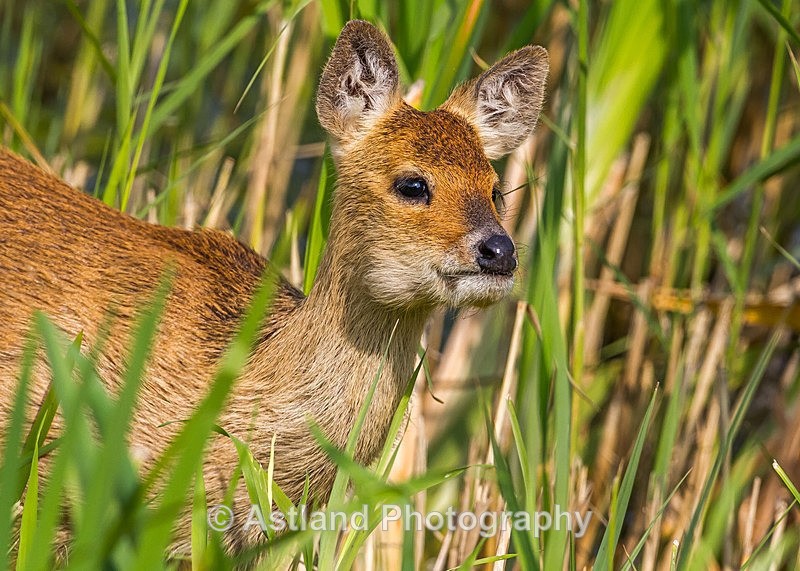 Astland Photography, Bird and Wildlife Images, Susan and Peter Wilson, U.K.