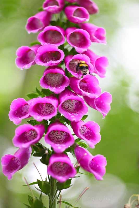 Foxglove visitor            ref 8015 - macro and nature.