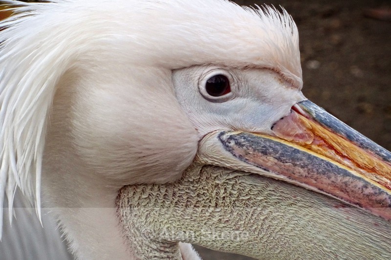 DSC00645 - Fauna