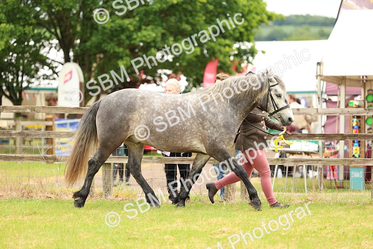 SBM_04149 - Class 64-67 - Shetland Pony In Hand