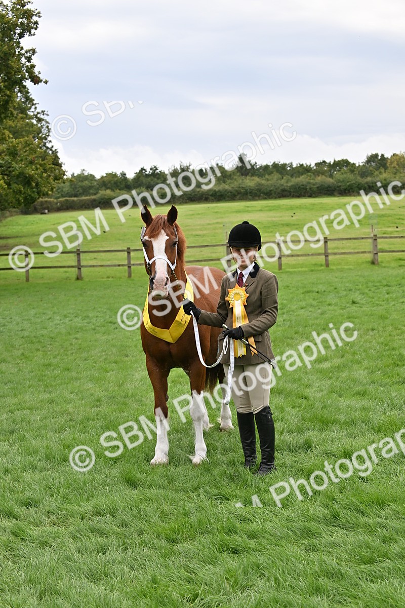 SBM_63311 - S49 - Mountain & Moorland In Hand Large Breeds