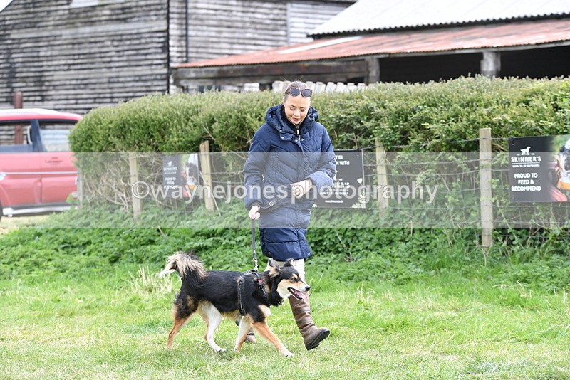 WJ5_9515 - Class 3 Most Handsome Dog