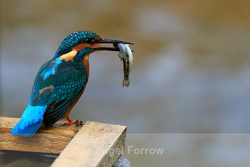Kingfisher (male) with fish - Kingfisher