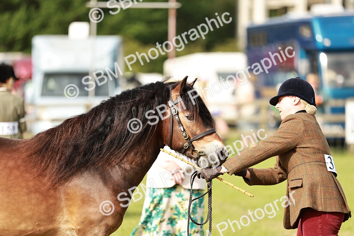 SBM_00502 - Class 14-23 - Mountain & Moorland In Hand Non Welsh