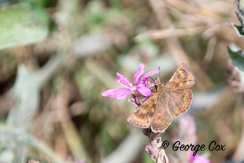 Dingy Skipper on Flower - Romania