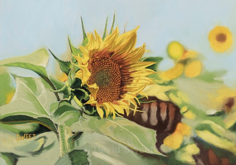 Sunflowers II - Paintings