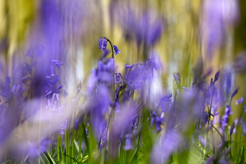  - Woodland scenes & flowers
