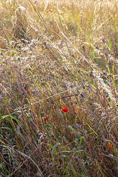 Salisbury Plain Grasses - Landscapes & Seascapes