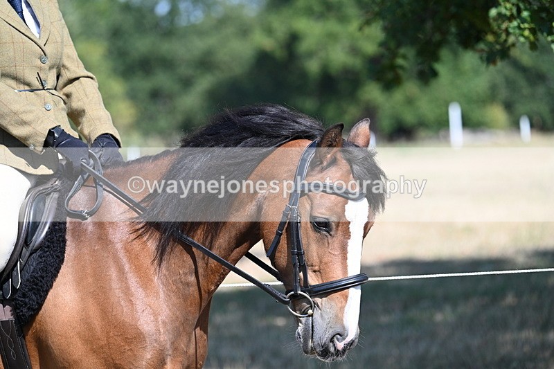 WJ7_3528 - Class 9 Mountain & Moorland Ridden