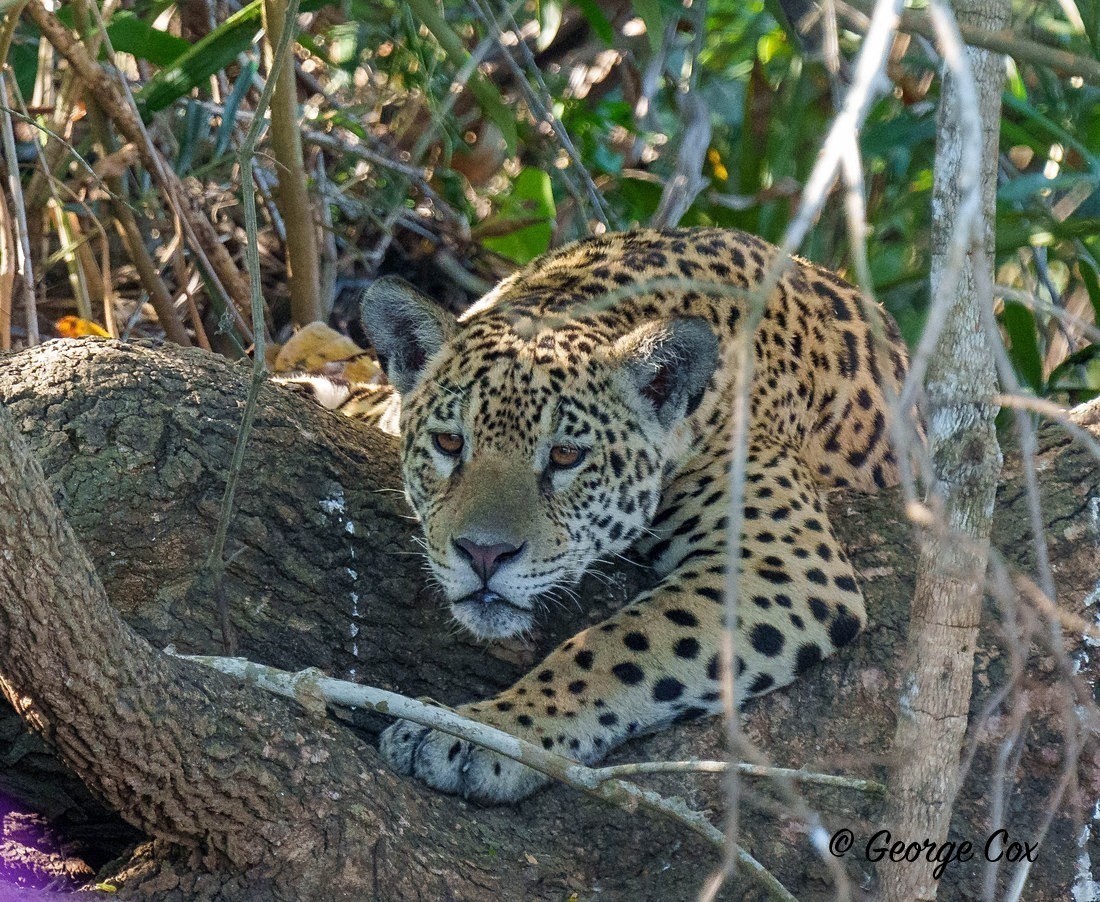 jaguar 1 - Brazil