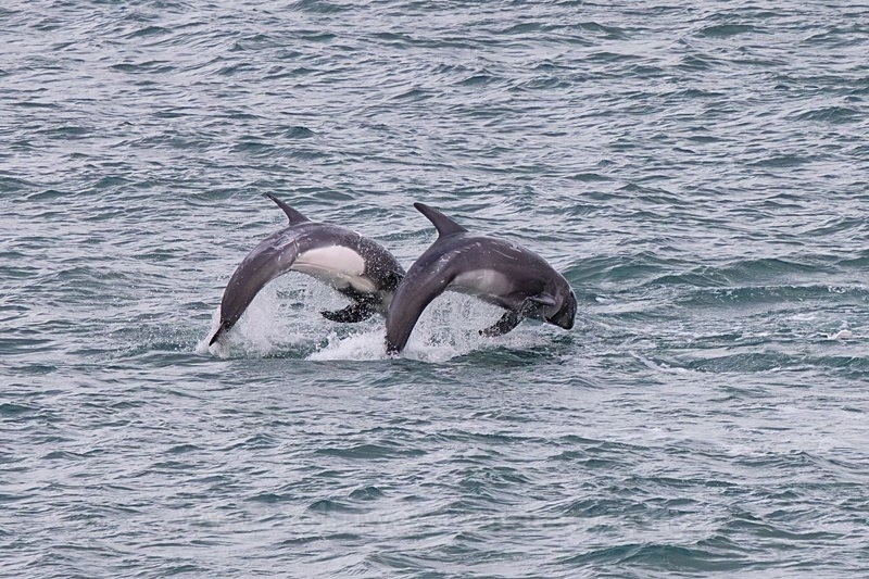 Rissos Dolphins, point Lynus, Anglesey - North Wales