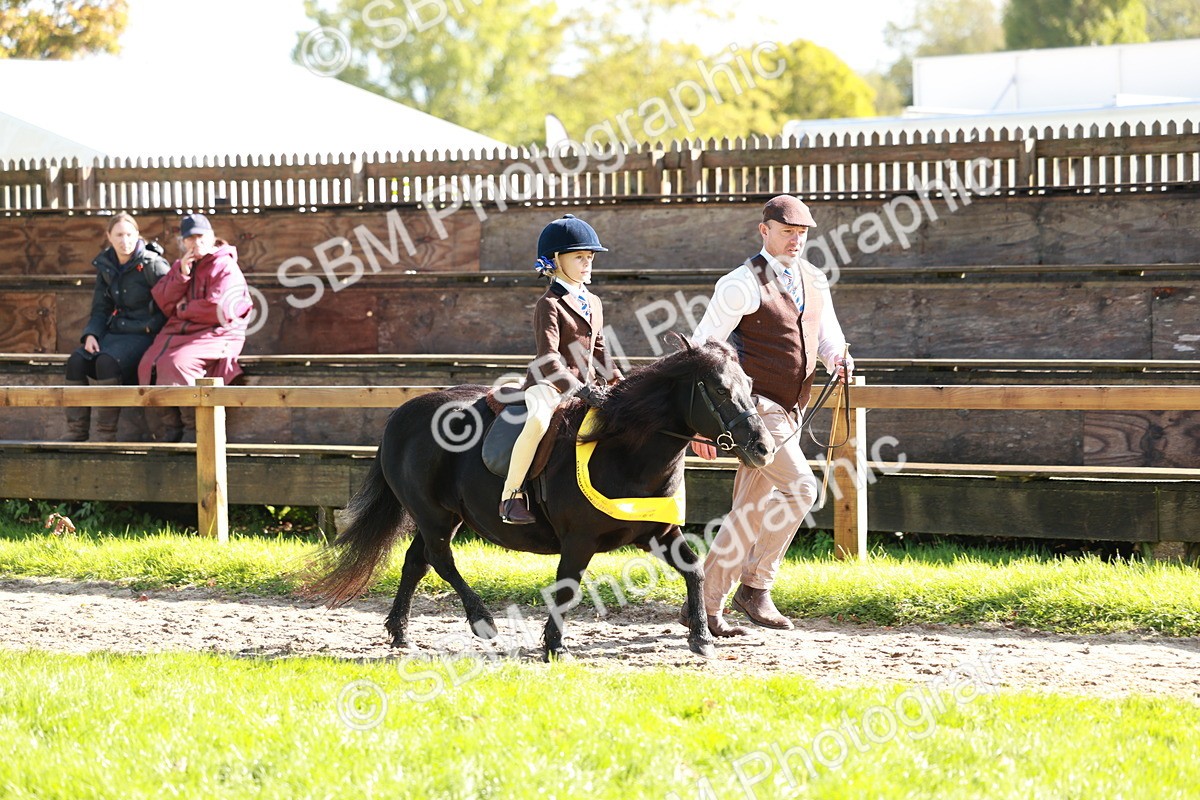 SBM_42145 - S32 - Mountain & Moorland Working Hunter Pony