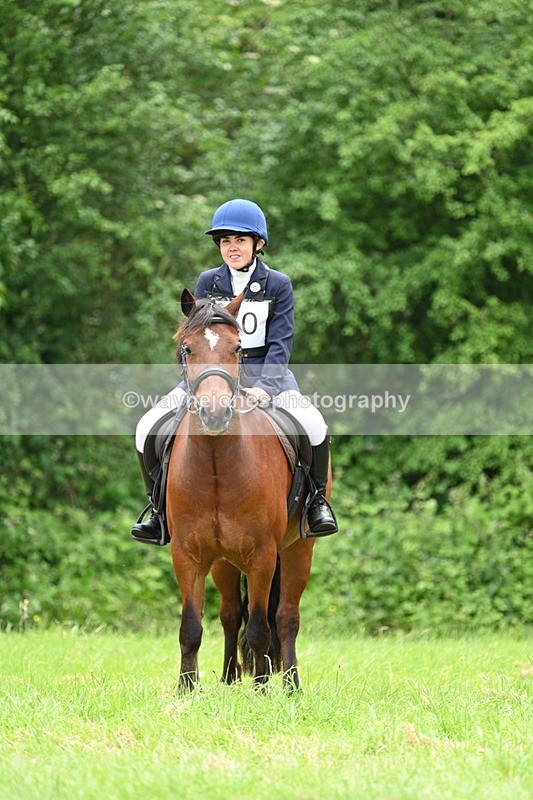 WJ7_3853 - Class 14A Handsome Gelding