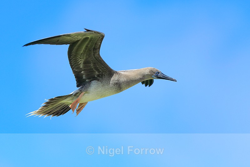 Red-footed Booby (juvenile) hovering, Kilauea Point, Kauai - Red-footed Booby