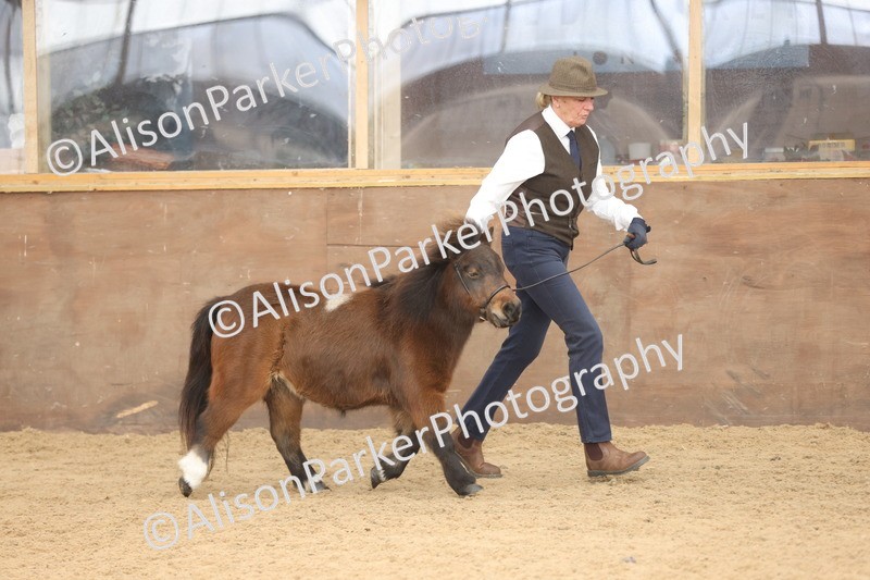 20251109-0296 - Class 13 - Mares 4 Years and Over