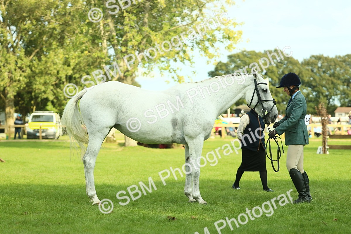 SBM_52155 - S33 - Working Hunter & Working Show Horse