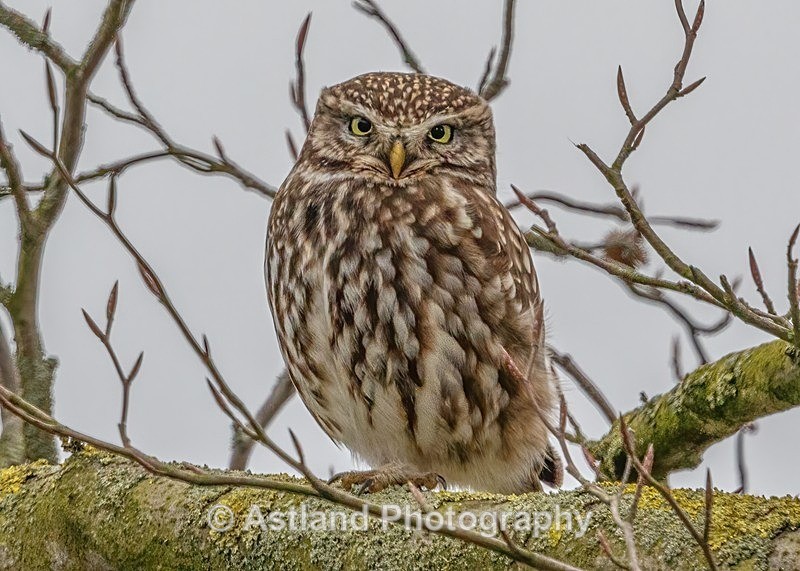 Astland Photography, Bird and Wildlife Images, Susan and Peter Wilson, U.K.