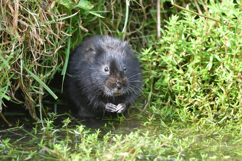 Water Vole - British Wildlife