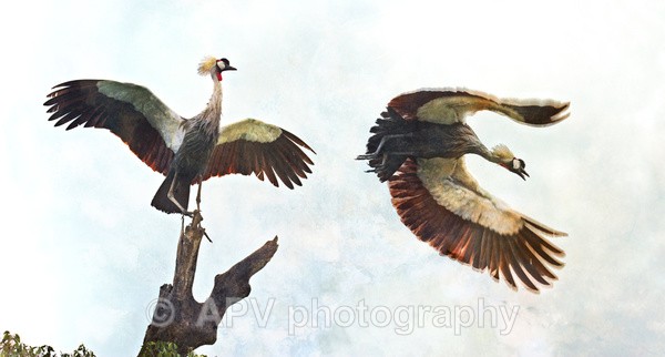 Grey Crown crested Crane - The Photographic Angle - Wildlife Exhibition