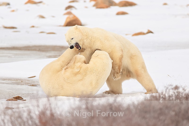 Polar Bear about to bite another during fight, Churchill, Canada - Polar Bear
