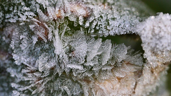 Frost Sculpture - MACRO & CLOSE UPS 2