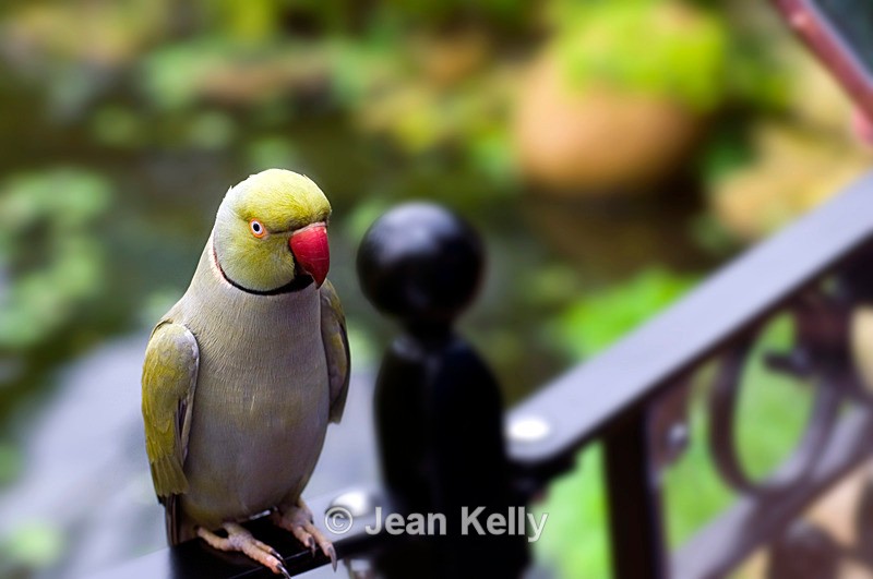 Parakeet - 4106 - Birds