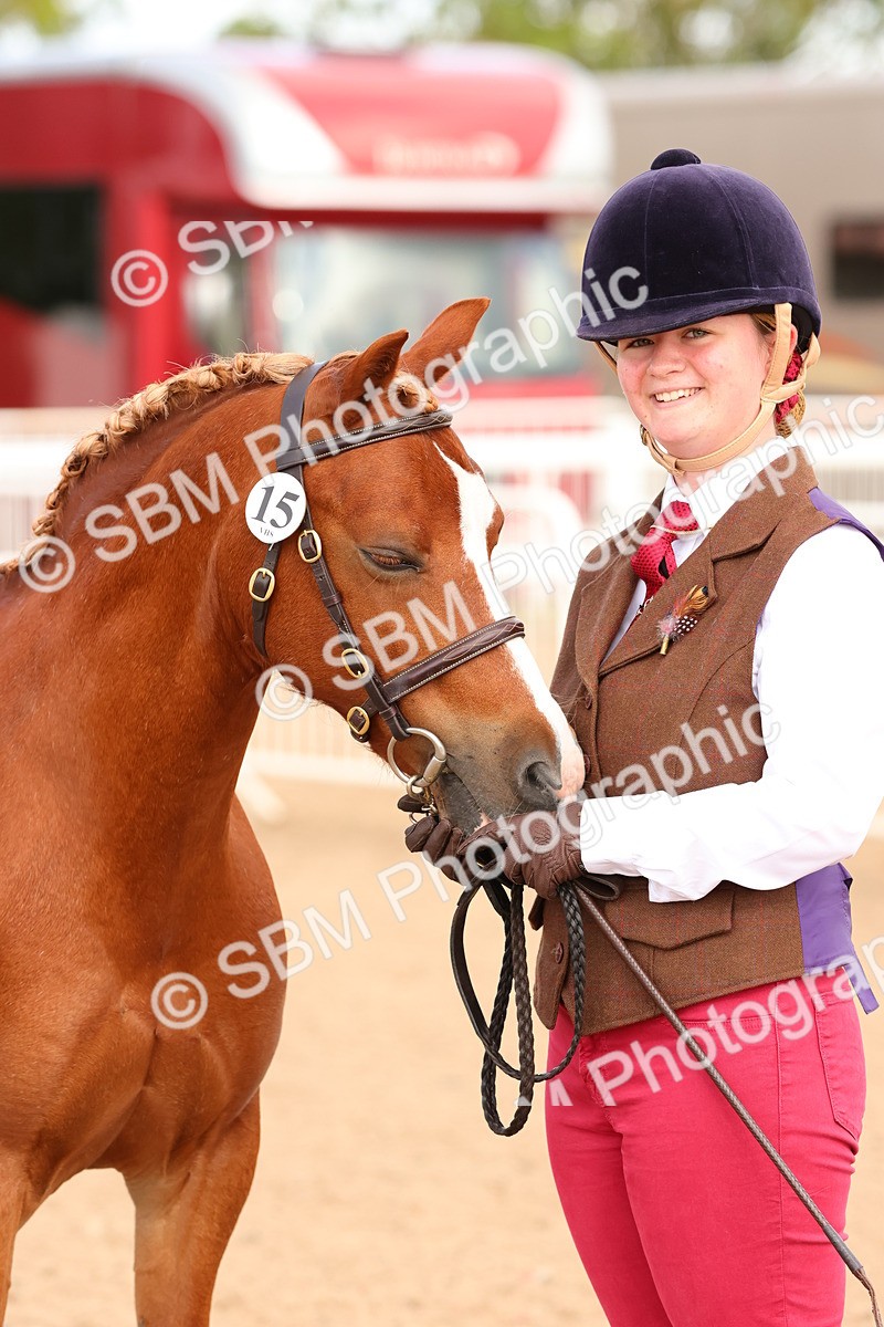 SBM_10207 - Class 205 - IH Show Pony - Show Hunter Pony