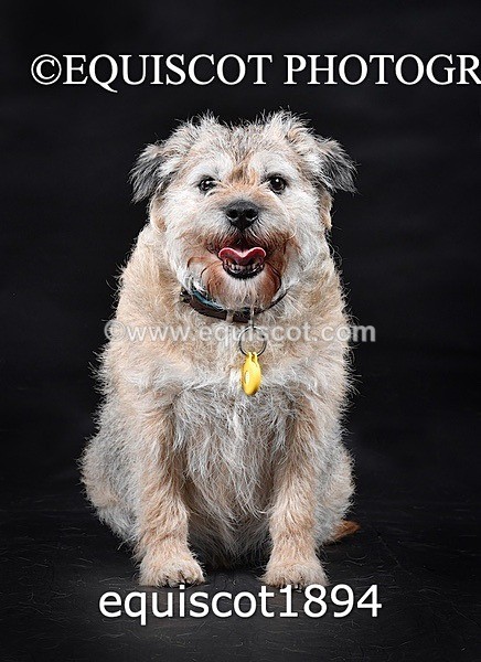 equiscot1894 - ODIE & TIA