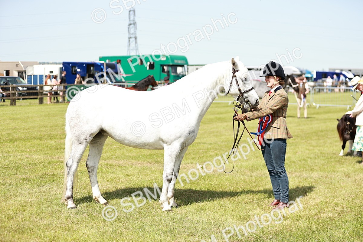 SBM_02533 - Class 14-23 - Mountain & Moorland In Hand Non Welsh