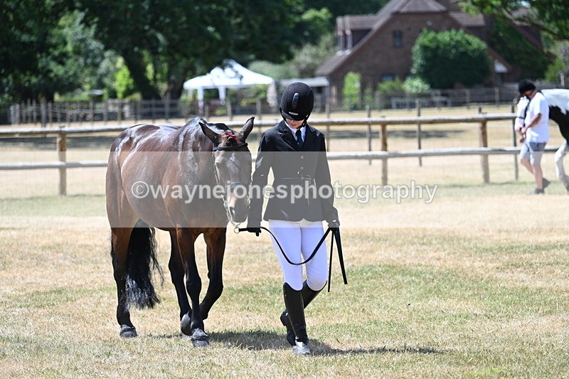 WJ7_2433 - Class 5a Most Handsome Gelding in hand (above 14.2hh)