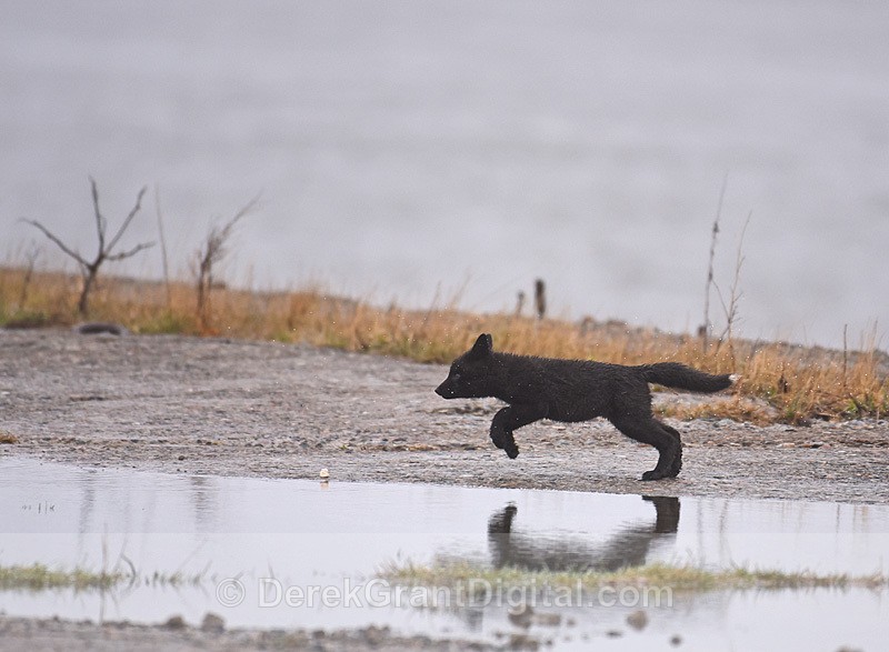 Vulpes Vulpes Wild Black Fox Kit - Mammals, Reptiles & Amphibians