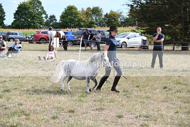WJ6_7061 - Class 21 Shetland & Mini Horses
