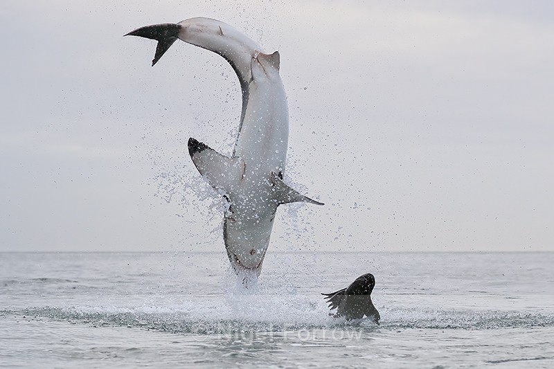 Great White Shark upside down during breach, Mossel Bay, South Africa - Shark