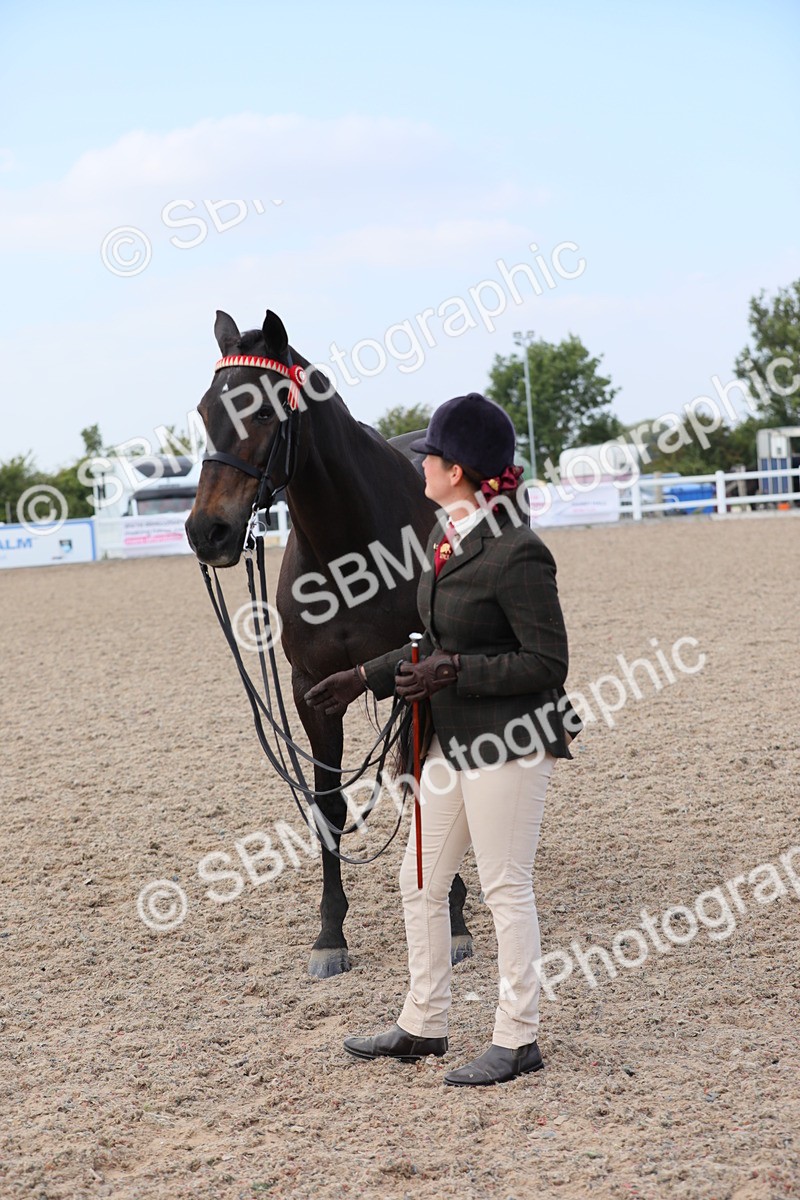 SBM_15888 - Class 312 IH Competition Horse/Pony