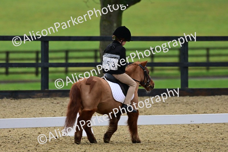 20260125-0557 - Class 9b - Walk Trot Unassisted