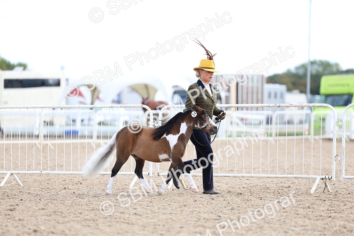 SBM_18738 - Class 317 - IH Pure Bred Horse-Pony