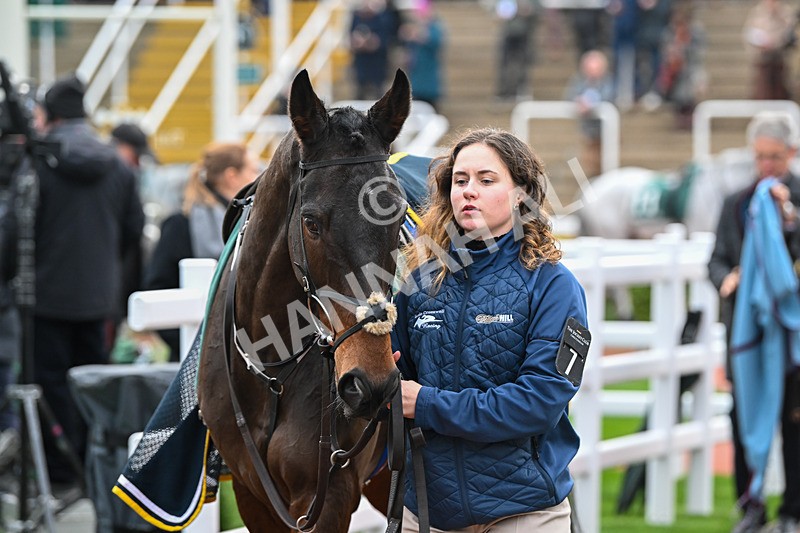 161124-Race 5-Paddock-Noble Birth-0821 - Race 5