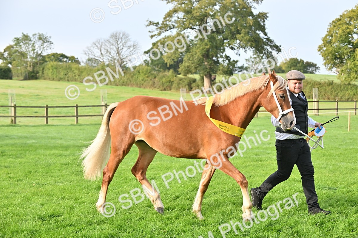 SBM_55410 - S44 - Youngstock In Hand